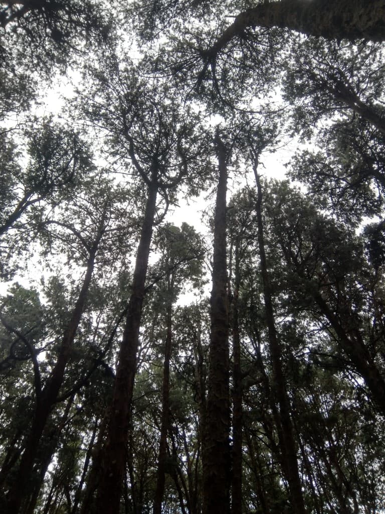 Tall pine canopy in Kodaikanal