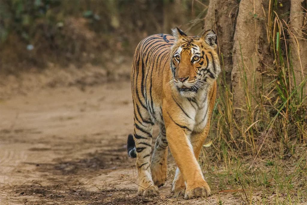 Bengal tiger in Jim Corbett National Park
