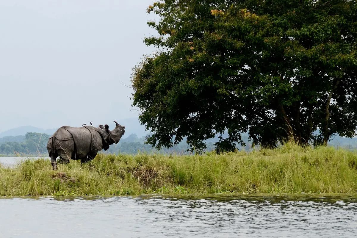 One-horned rhino in Kaziranga National Park